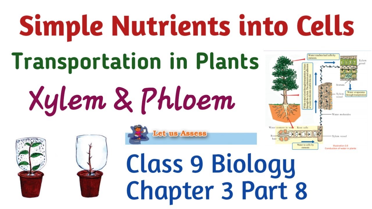 9TH STANDARDBIOLOGYCHAPTER 3SIMPLE NUTRIENTS INTO CELLSPART 8
