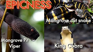 King Cobra, Mangrove pit viper and Mangrove cat snake. Epic Venomous Encounters part 4! by Nature In Your Face 527 views 1 month ago 11 minutes, 52 seconds