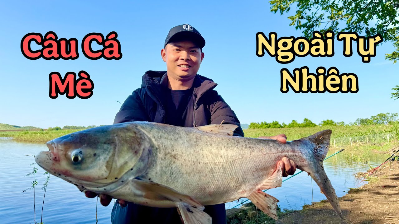 Câu Cá Mè - Cách Câu Cá Mè Hiệu Quả Ngoài Tự Nhiên