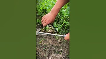 The process of cutting plants using sharp tools #shorts