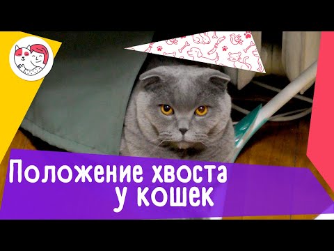 6 положений хвоста кошки, как показатели ее настроения