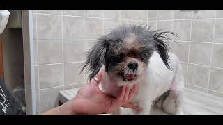How to clean a dog's dirty ears, ear solution, Q tips, ShihTzu, dog grooming from home