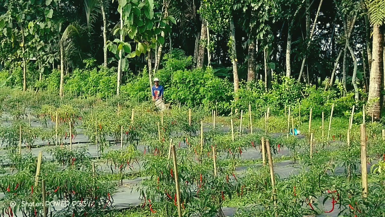 CAMPURSARI COKEK SRAGENAN PALING TOP MARKOTOP LUR