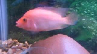 Red Devil/Midas biting hand