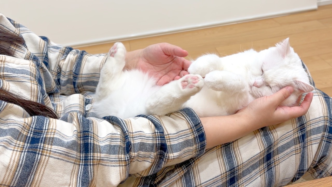 My Cat Finally Started Sleeping on My Sister's Lap! - YouTube