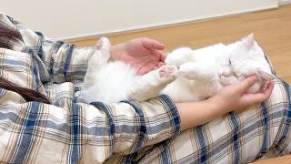 妹の膝の上でぬいぐるみ化する猫が可愛すぎた…