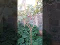 Ribena Plant With Its Fruits Matunda Ya Damu Pumking Also