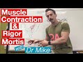 Rigor mortis and muscle contraction  muscular system
