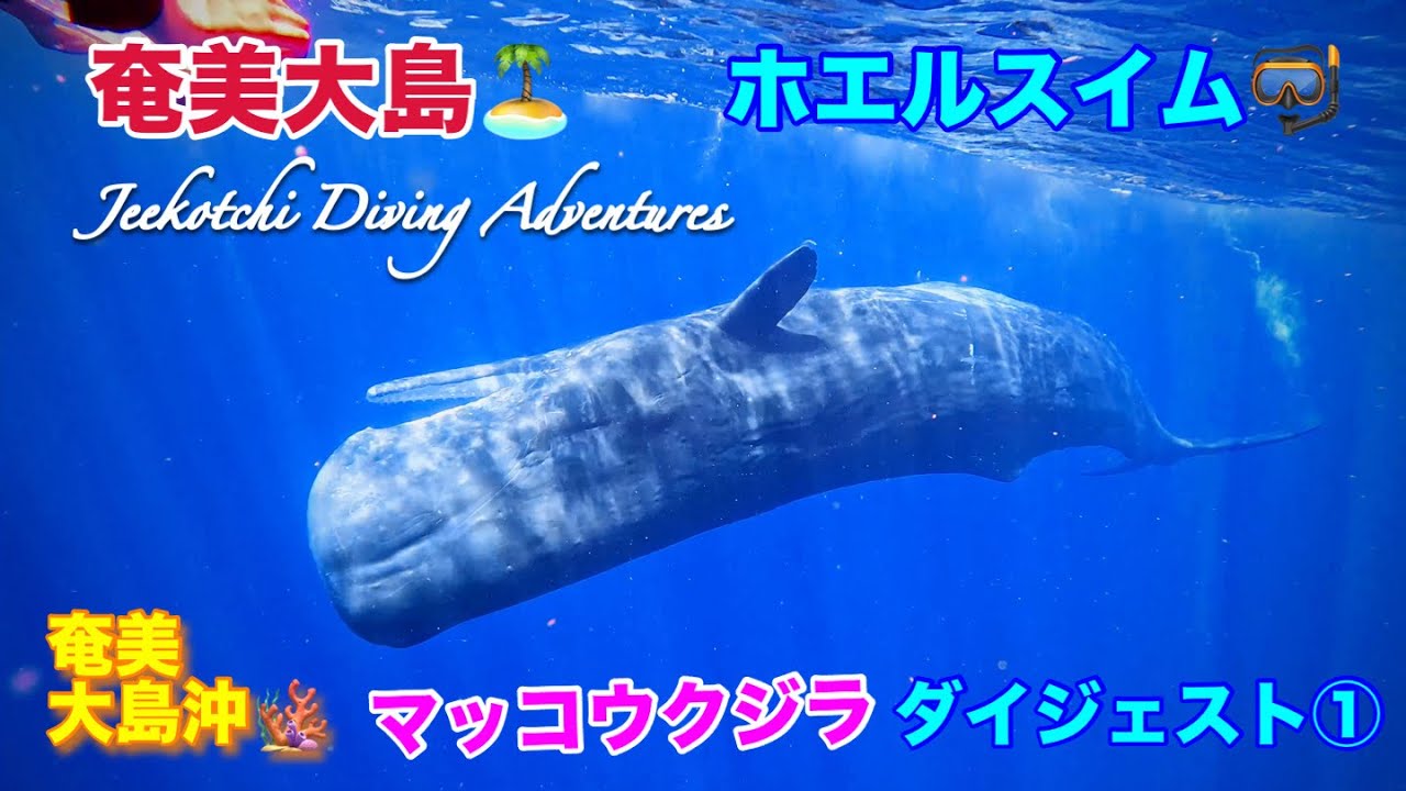 奄美大島🏝ホエルスイム🤿奄美大島沖🪸マッコウクジラ ダイジェスト①