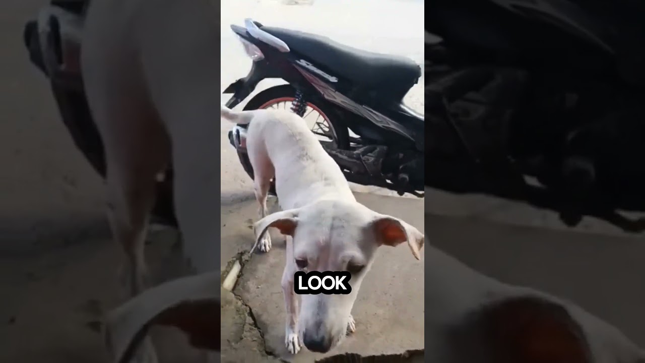 Discover the joy of adopting an ASPIN 