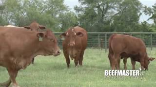 Celebrity Beefmaster: Excelling in Efficiency! Wealth