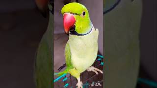 #bolnewalaparrot#talkingparrot#parrotspeak#parrotvideo#funny#entertainment#birds#mummy#parrot#monkey