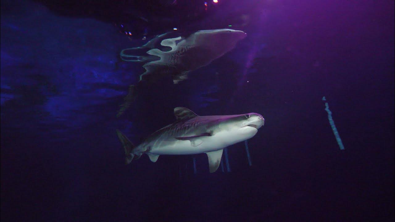 Sand Tiger Shark - Georgia Aquarium