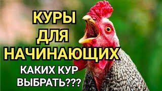 Каких кур выбрать/ Куры для начинающих/породы кур/Куры породы кросс