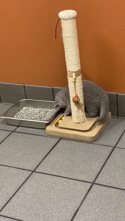 Pets visit to a veterinary clinic #petlover #pet #shorts #youtubeshorts #petshorts