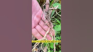 Cây cỏ xước - Tác dụng không ngờ | Dược liệu Quý Việt Nam