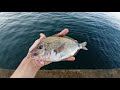 Рыбалка в Сочи: Морской карась - ласкирь