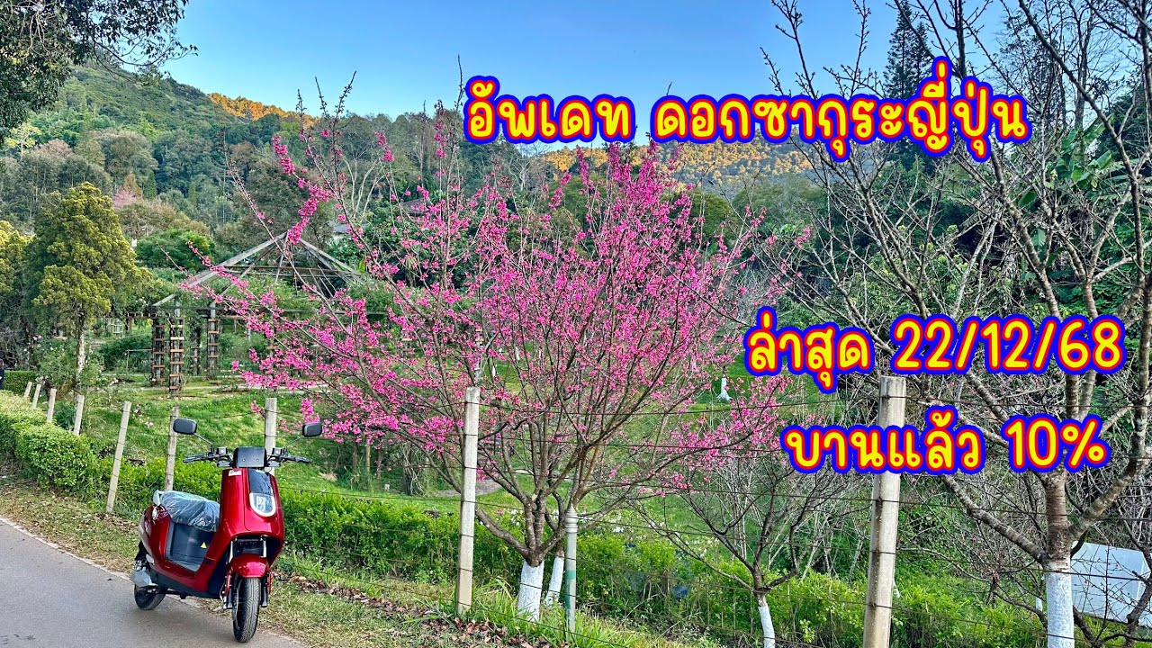 อัพเดท ดอกซากุระญี่ปุ่น ล่าสุด 22/12/68 บานแล้ว 10%