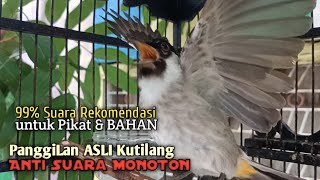 Suara Burung Kutilang Gacor ASLI Tanpa isian, Ampuh untuk Pikat Kutilang bikin kutilang Ribut gacor