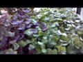 Grow Microgreens!  Veggies in 7 days!