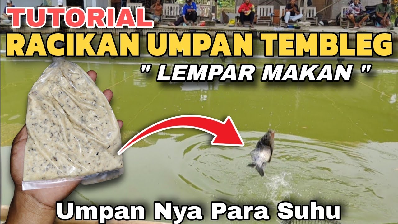 Gara Gara Umpan Semi TEMBLEG Ikan Mas Batal Puasa ‼️ Saking Nikmatnya Ikan Makan Sampai Rebutan