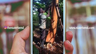 Ugandan Bark Cloth - How It's Made