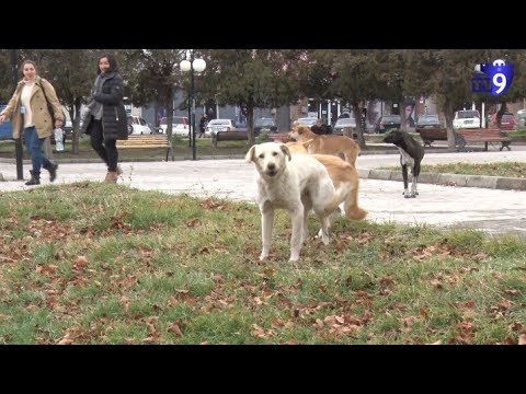 ვიდეო: გულისცემის პრობლემები (ჩიხი) ძაღლებში