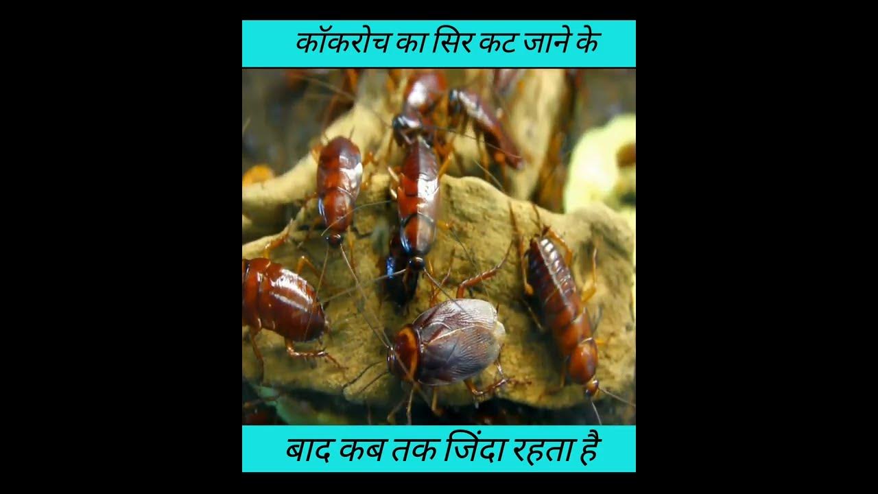 parents day kab rahata hai