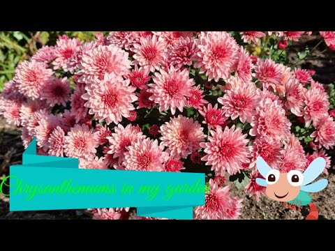 Видео: Chrysanthemum хэрхэн услах вэ