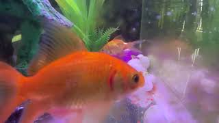You Won’t Believe How Cute These Goldfish Are 🐠💛 | Relaxing Aquarium Moments Noticias