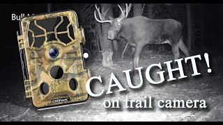 Trail camera video - Pend Oreille County, Washington 2021