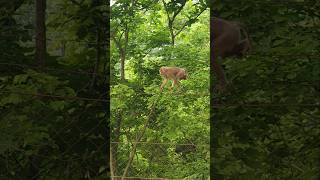The Monkey Crossing Boundary||#viral #youtubeshorts #monkeyvideo #youtube