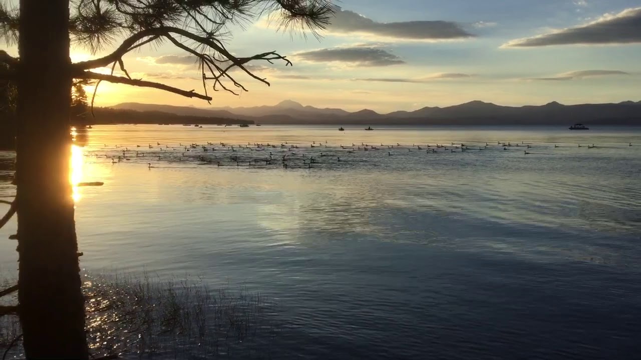 Grebes during hex hatch Lake Almanor YouTube
