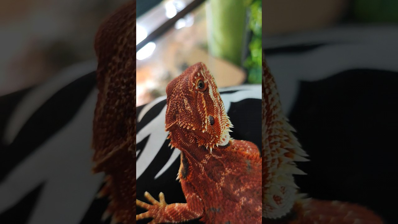 Значит так 🌿 #стетхем #суперсобака #животные #агама #рептилия #ящерица #ящерицы