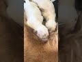 #shortvideo #hungrypuppies #puppyshorts