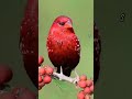 #birds 🦅