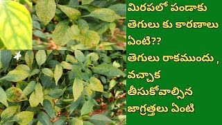 pandaku tegulu | micro | nutrients deficiency | symptoms | diseases | in | chilli crop | mirchi crop