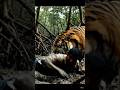 Tiger attack Jungle in boys | Royal Bengal Tiger in jungle | tiger attack #tigers #bengaltigers