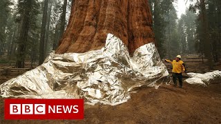 Race to save California’s sequoia trees from wildfires and extreme drought - BBC News