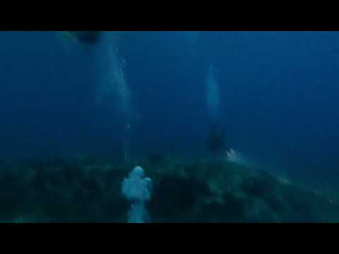 night dive at permit ledge, dive 48
