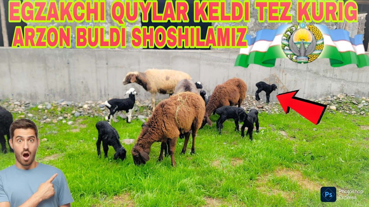 5 BOSH EGZAKCHI QUYLAR KELDI TEZ KURIG ARZONCHI MIRJOLAR UKAM