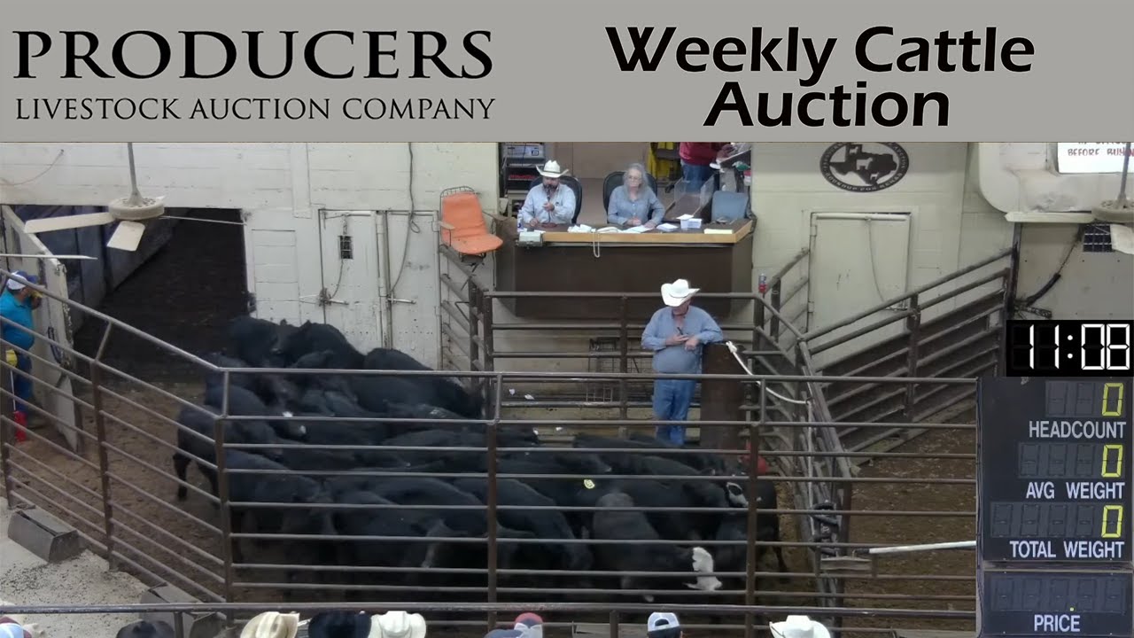 10/13/2022 Producers Livestock Company Cattle Auction YouTube