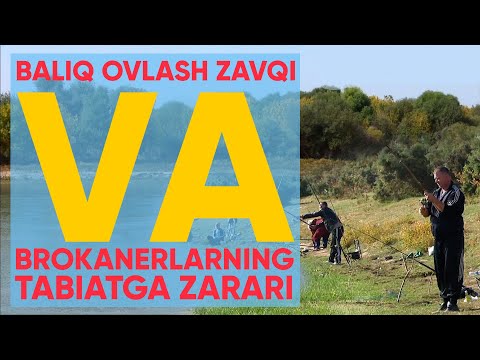 Video: Xorvat Balıq Pate