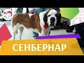 Сенбернар на ilikepet. Особенности породы, уход