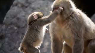 Punch getting revenge from the zoo monkeys that were bullying him  #punch #monkey 