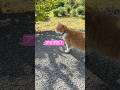 何も起きない幸せ…山の猫が一番嫌いな相手 #shorts