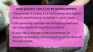 How Quickly Can A Cat Be Microchipped? - Happy Cat Handbook