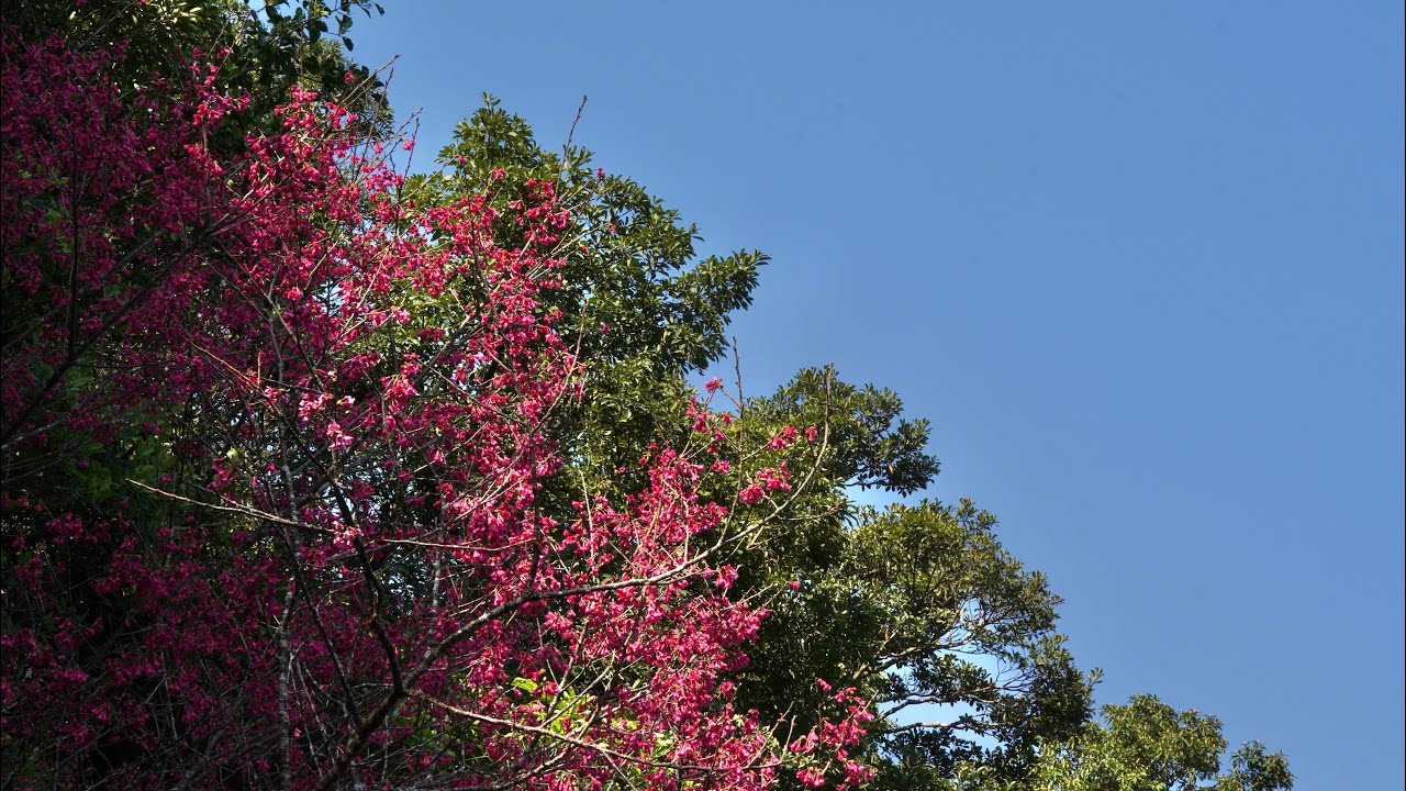 嘉道理農場/觀音山 Kadoorie Farm / Kwun Yam Shan Hong Kong （鐘花櫻桃）