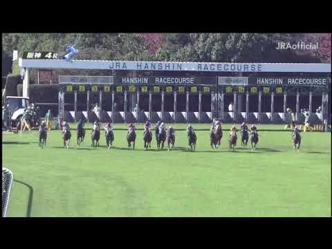 2020/11/15 メイクデビュー阪神 【シゲルピンクルビー】パトロールビデオ