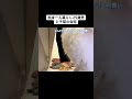 姫用ソファー購入👸🛋️#マンチカン #子猫